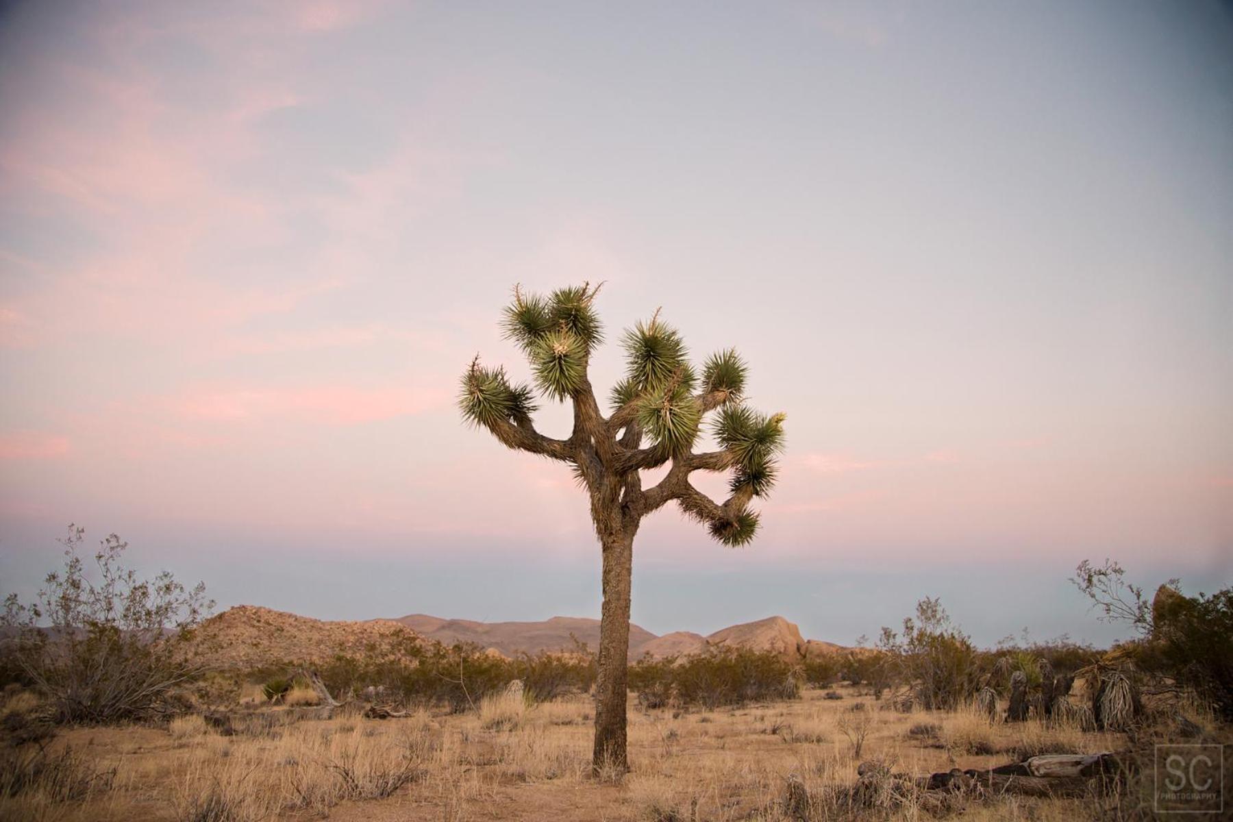 Modern Desert Dream - New Build Twentynine Palms Luaran gambar